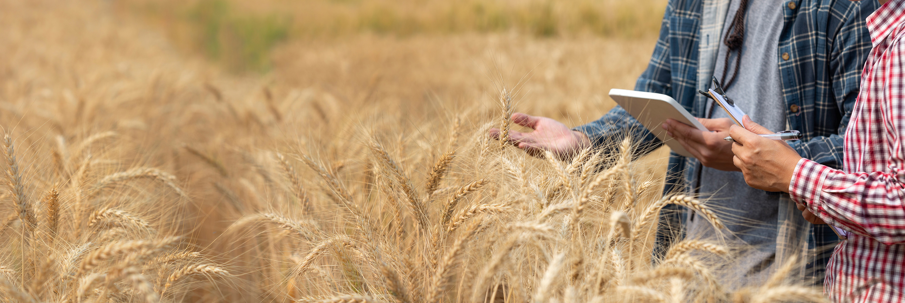 photo of people in wheat field
