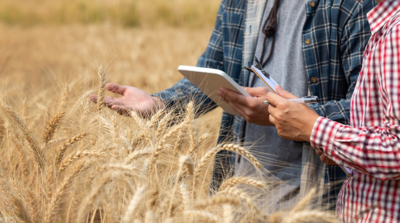photo of people in wheat field